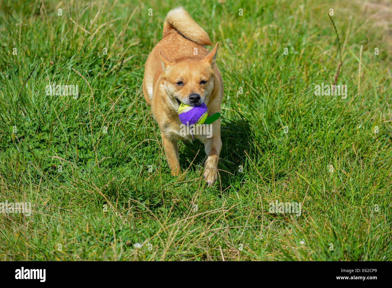 Dog with ball in mouth Stock Photo Alamy
