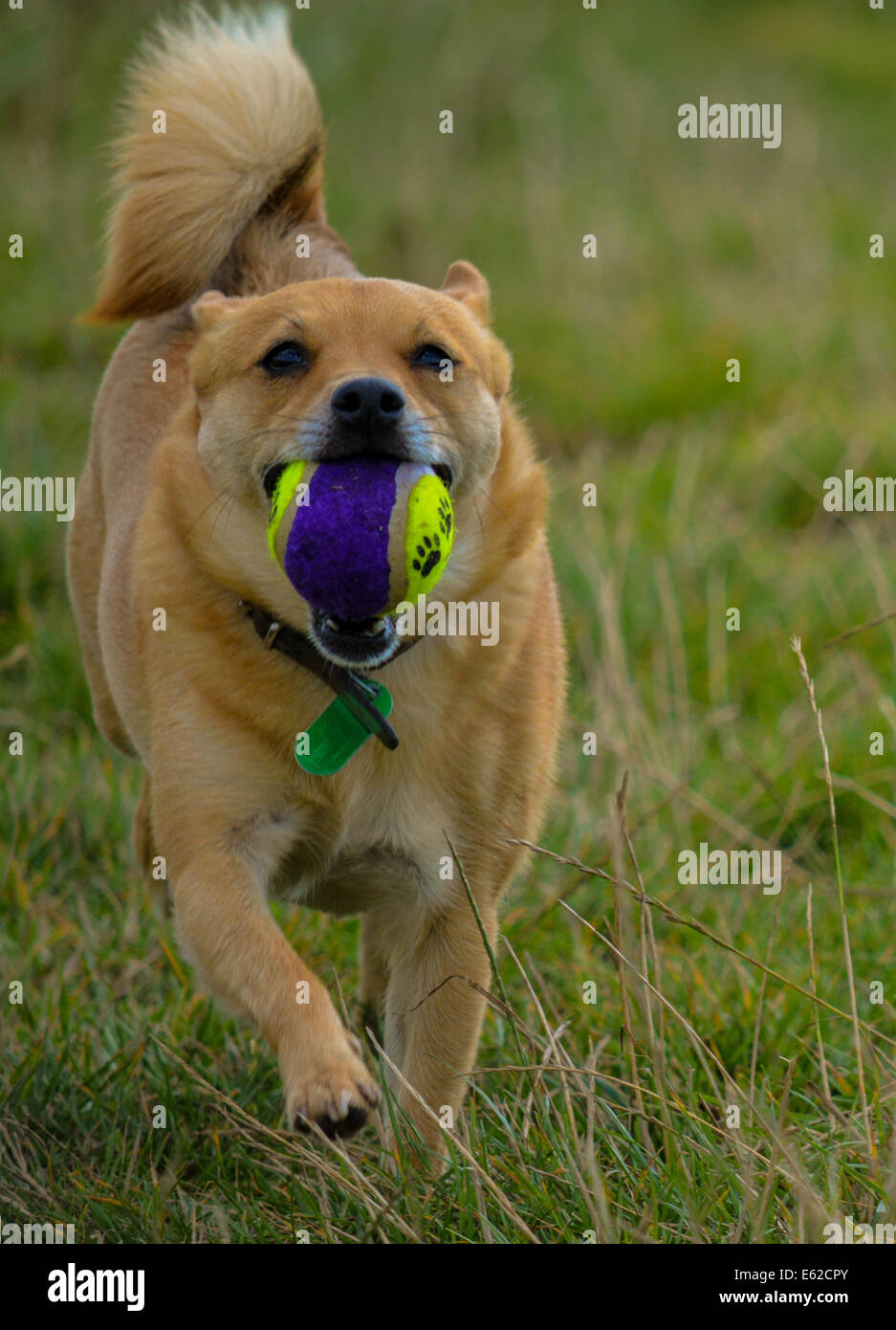 Dog fetching ball Stock Photo Alamy