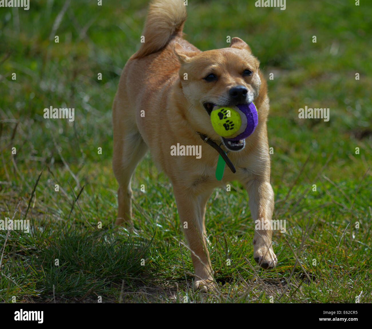 Small dog running with ball Stock Photo