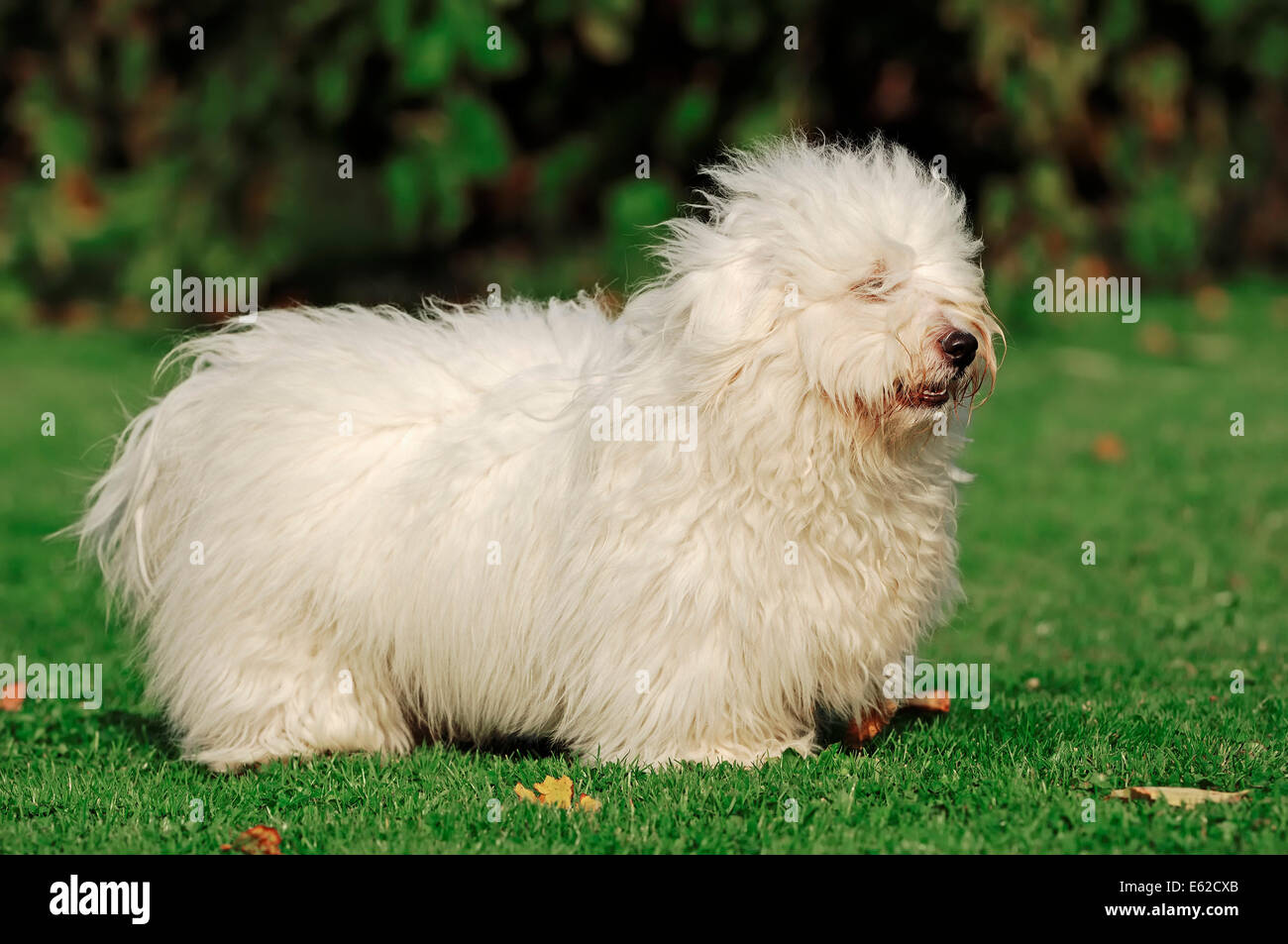 Coton de Tulear (Canis lupus familiaris) Stock Photo