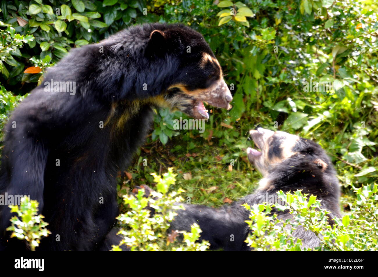 Spectacled Bears Fighting Stock Photo