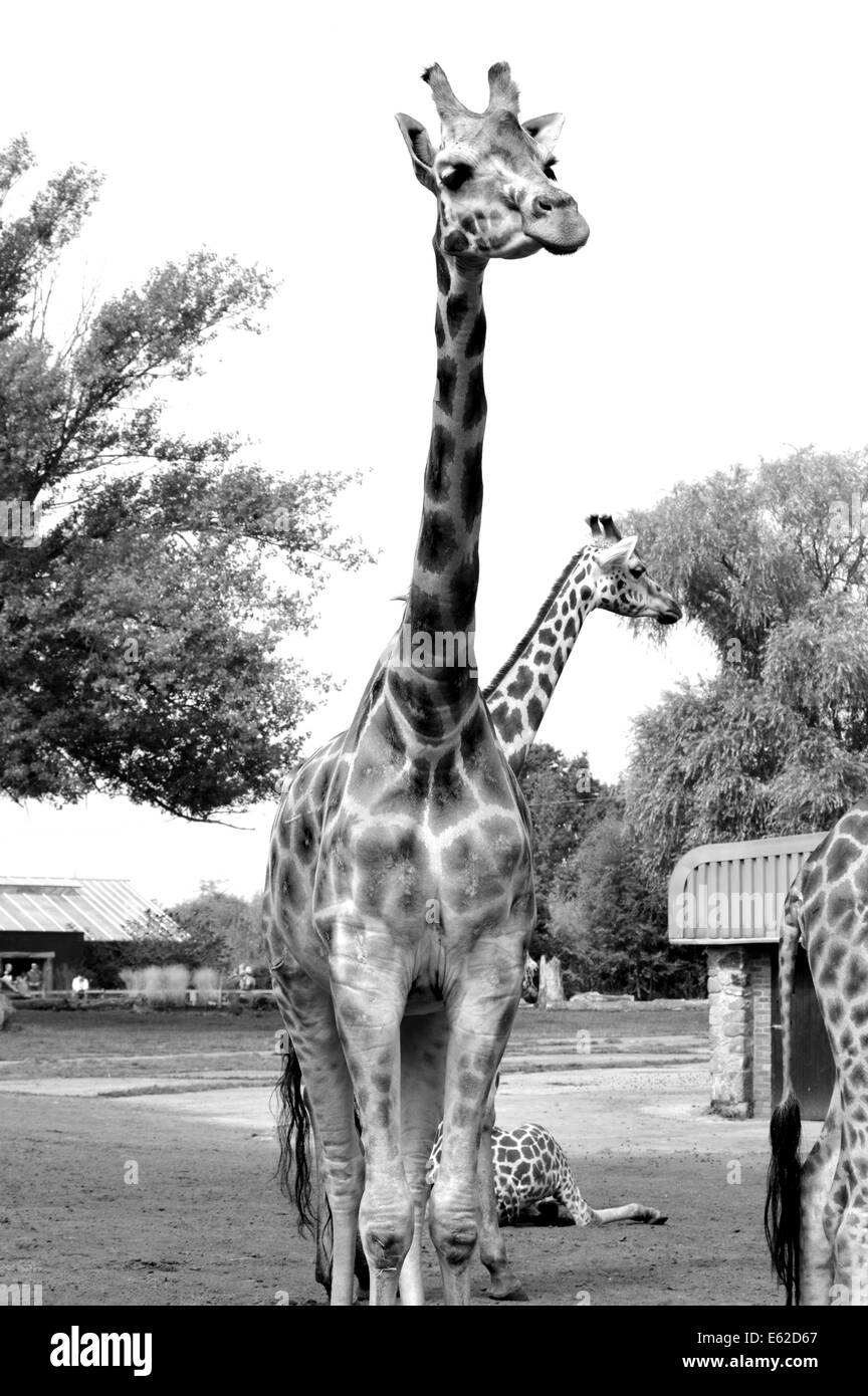 Giraffe Black and White Stock Photos & Images - Alamy