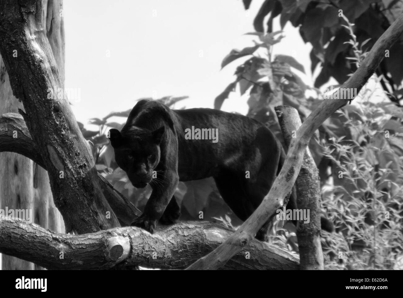 Melanistic Jaguar (Black&White) Stock Photo