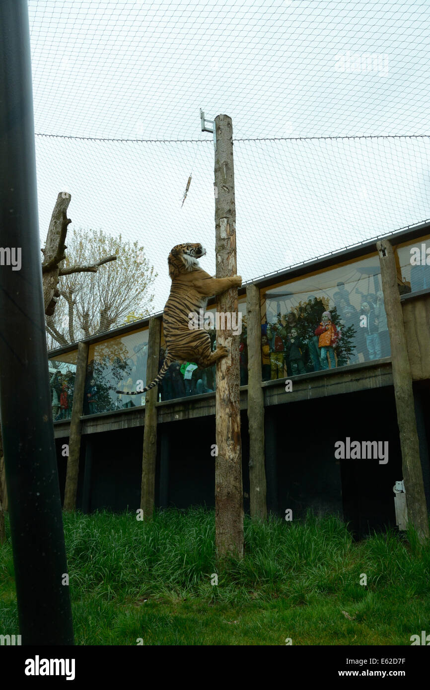 Tiger climbing pole in London Zoo while children watch Stock Photo