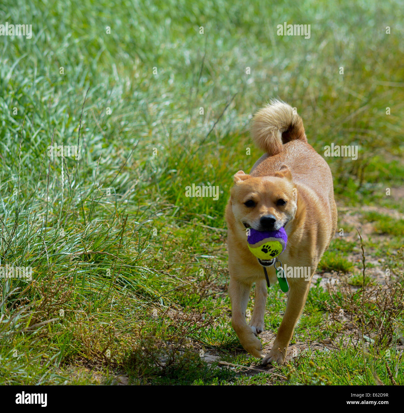 Small dog with ball Stock Photo