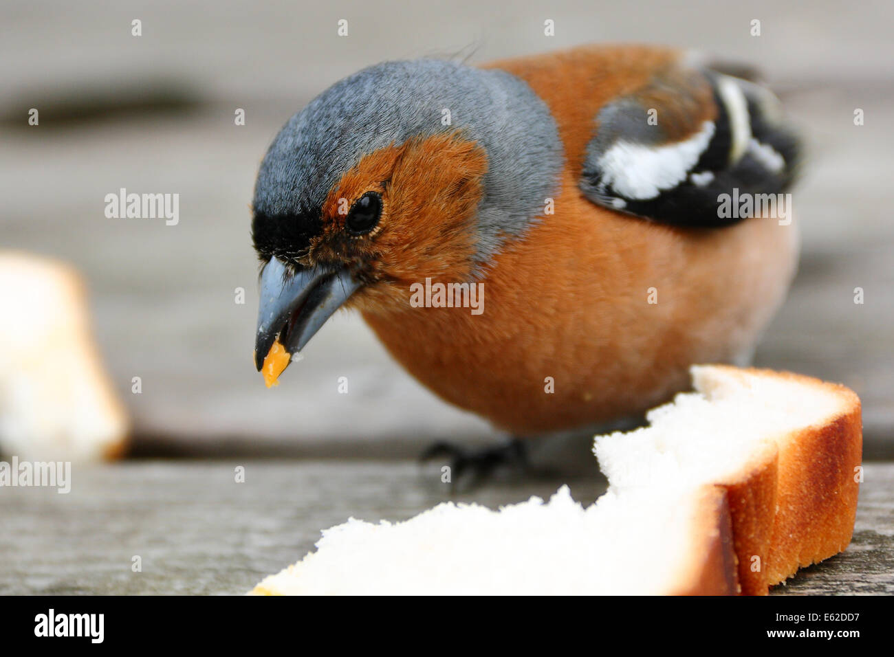 Common Chaffinch Stock Photo