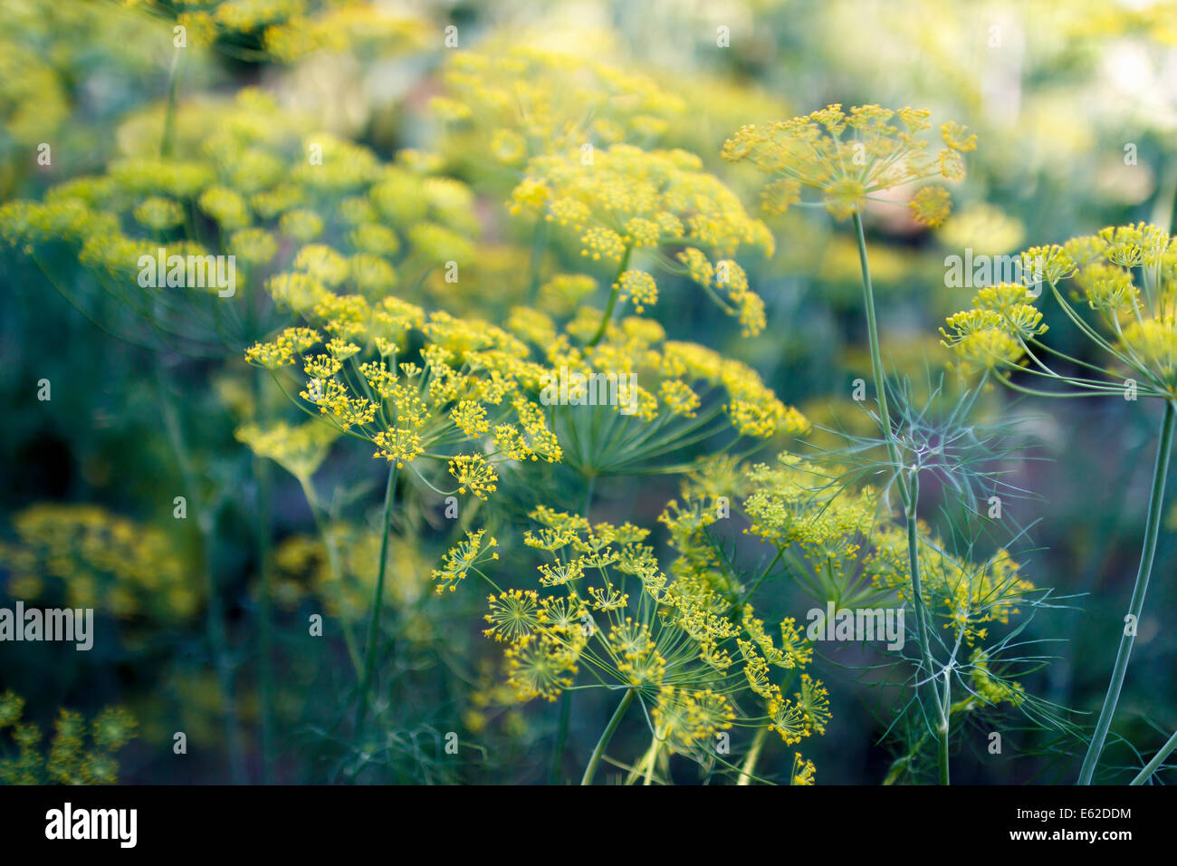 dill blooming with yellow flowers Stock Photo Alamy