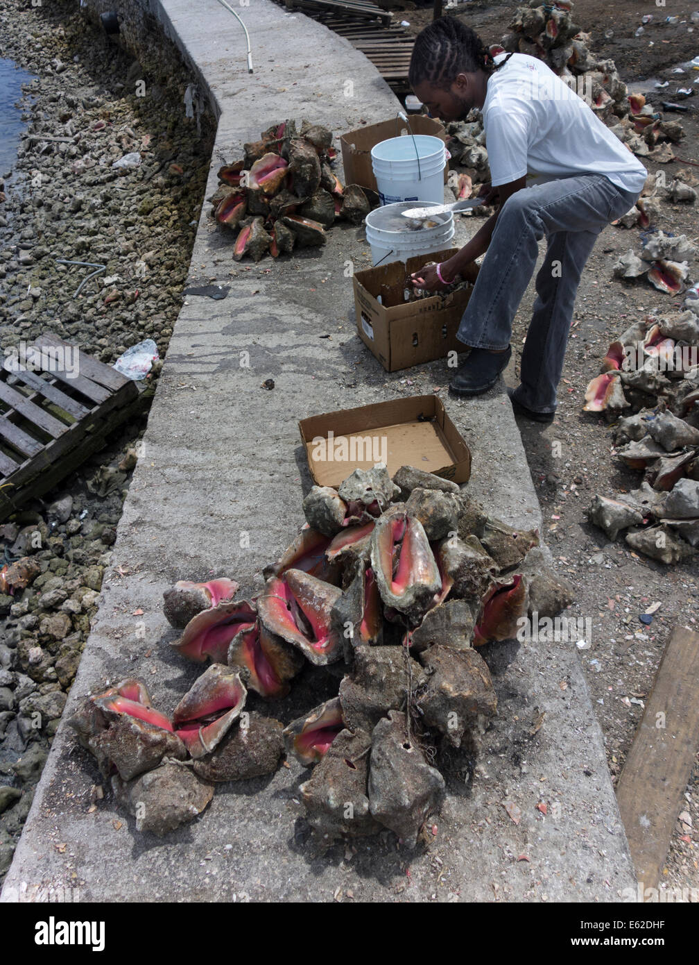 worker cutting live conches from their shells near restaurants, Nassau, Providence Island, The Bahamas Stock Photo