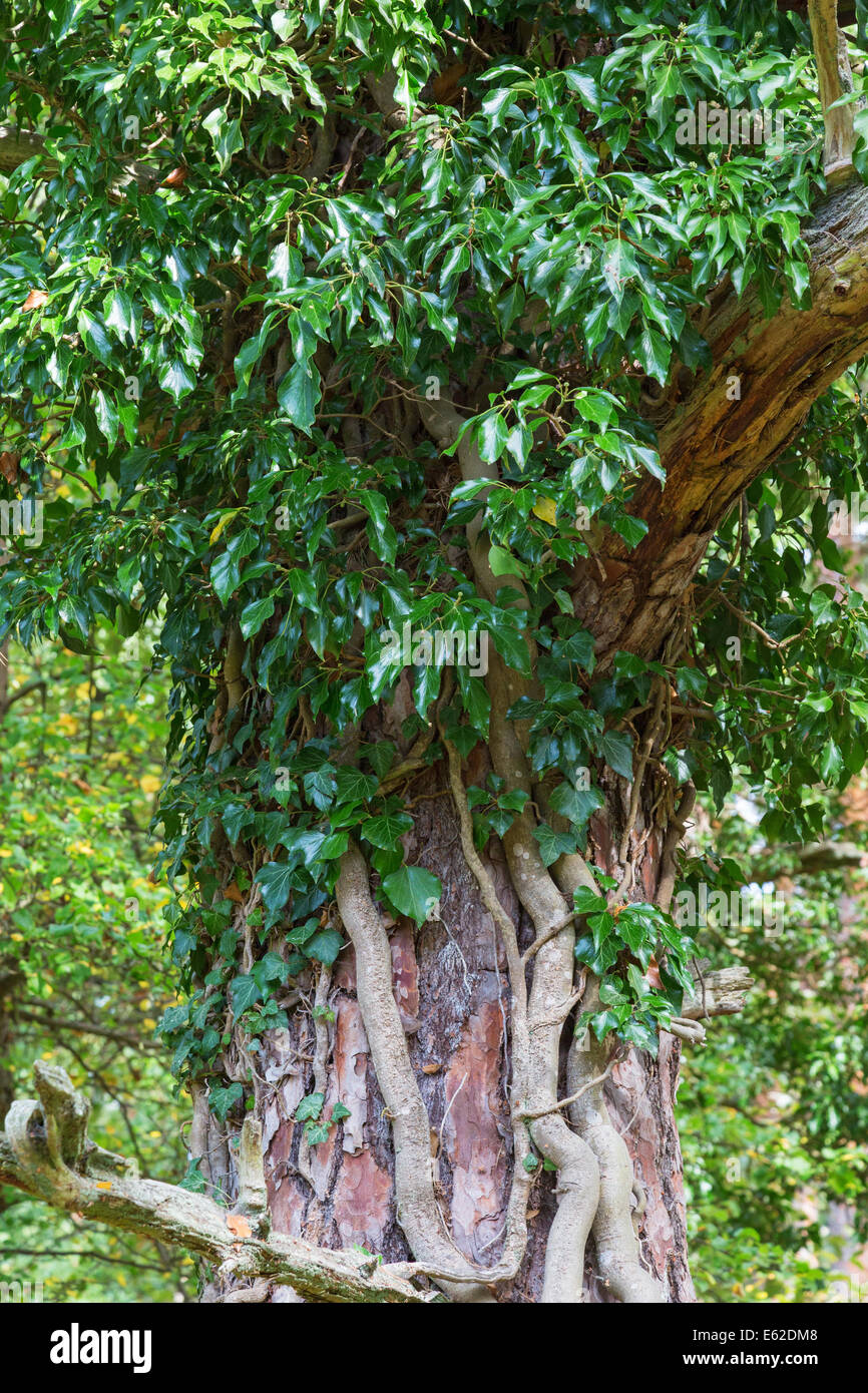 Ivy growing on a tree trunk in a forest Stock Photo