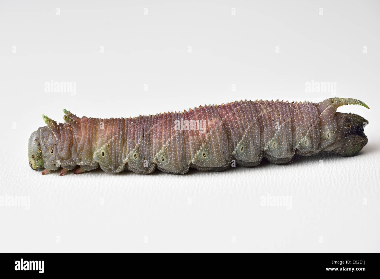 Elm Sphinx caterpillar in last pink stage of development into a moth on white background Stock Photo