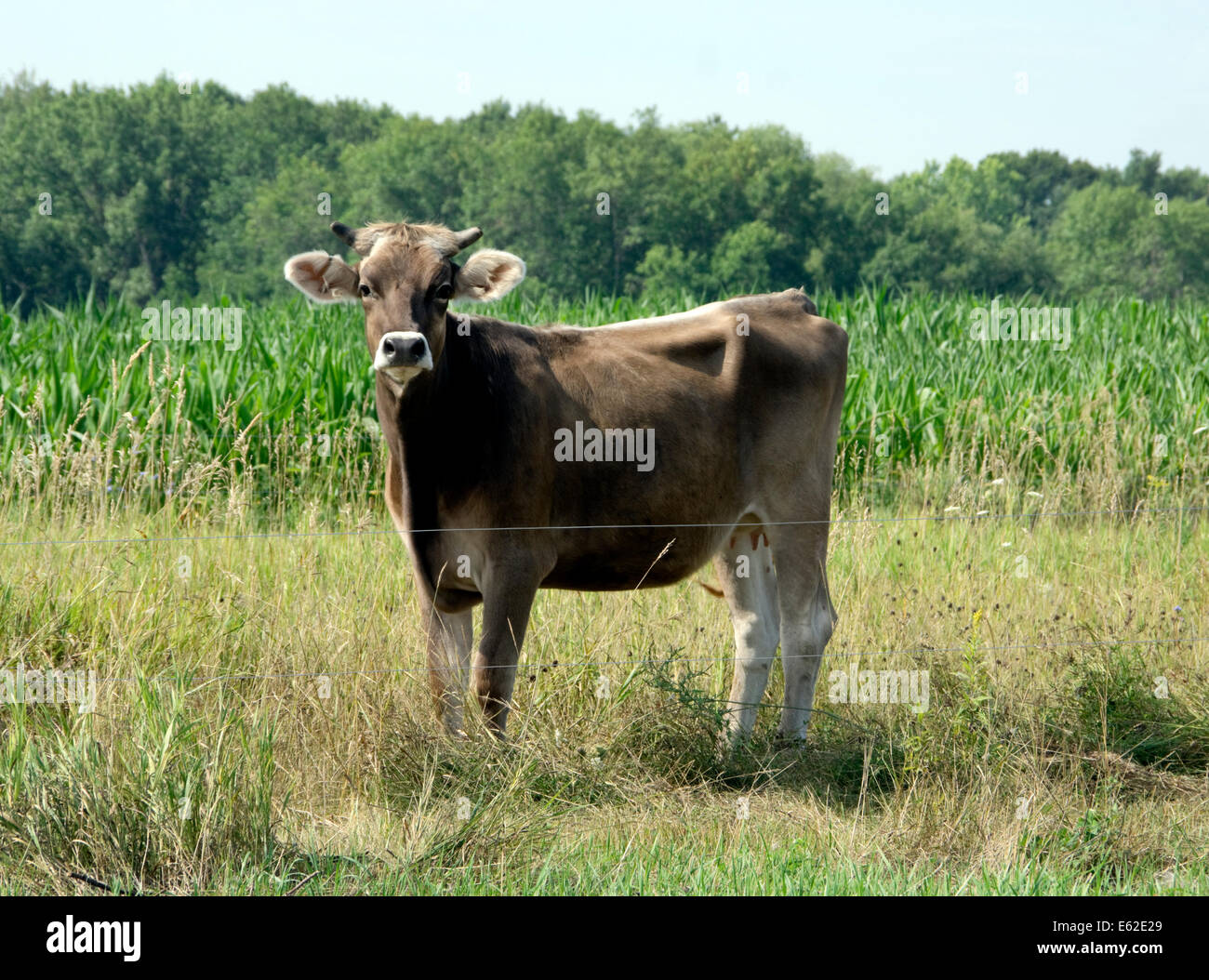 Jersey cow in pasture Stock Photo Alamy