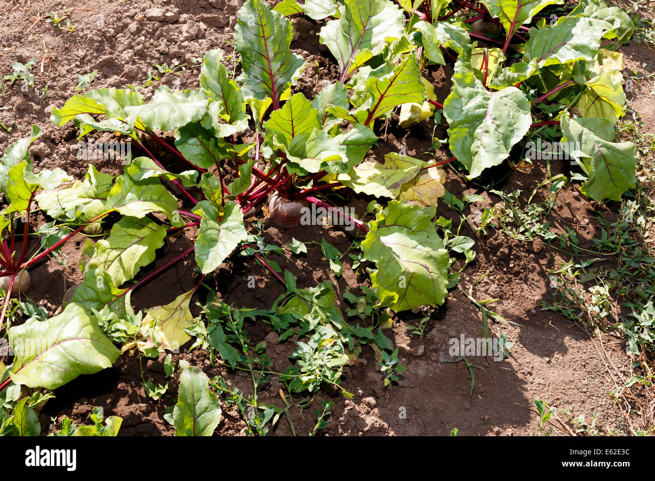 beets growing in the ground at garden Stock Photo Alamy