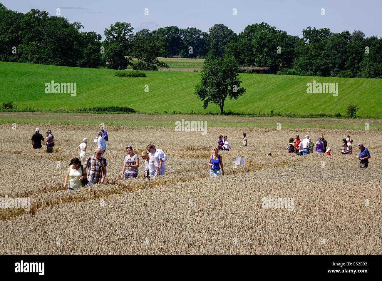 People admire a crop circle in a corn field at Rasiting, Upper Bavaria, Bavaria, Germany, Europe Stock Photo