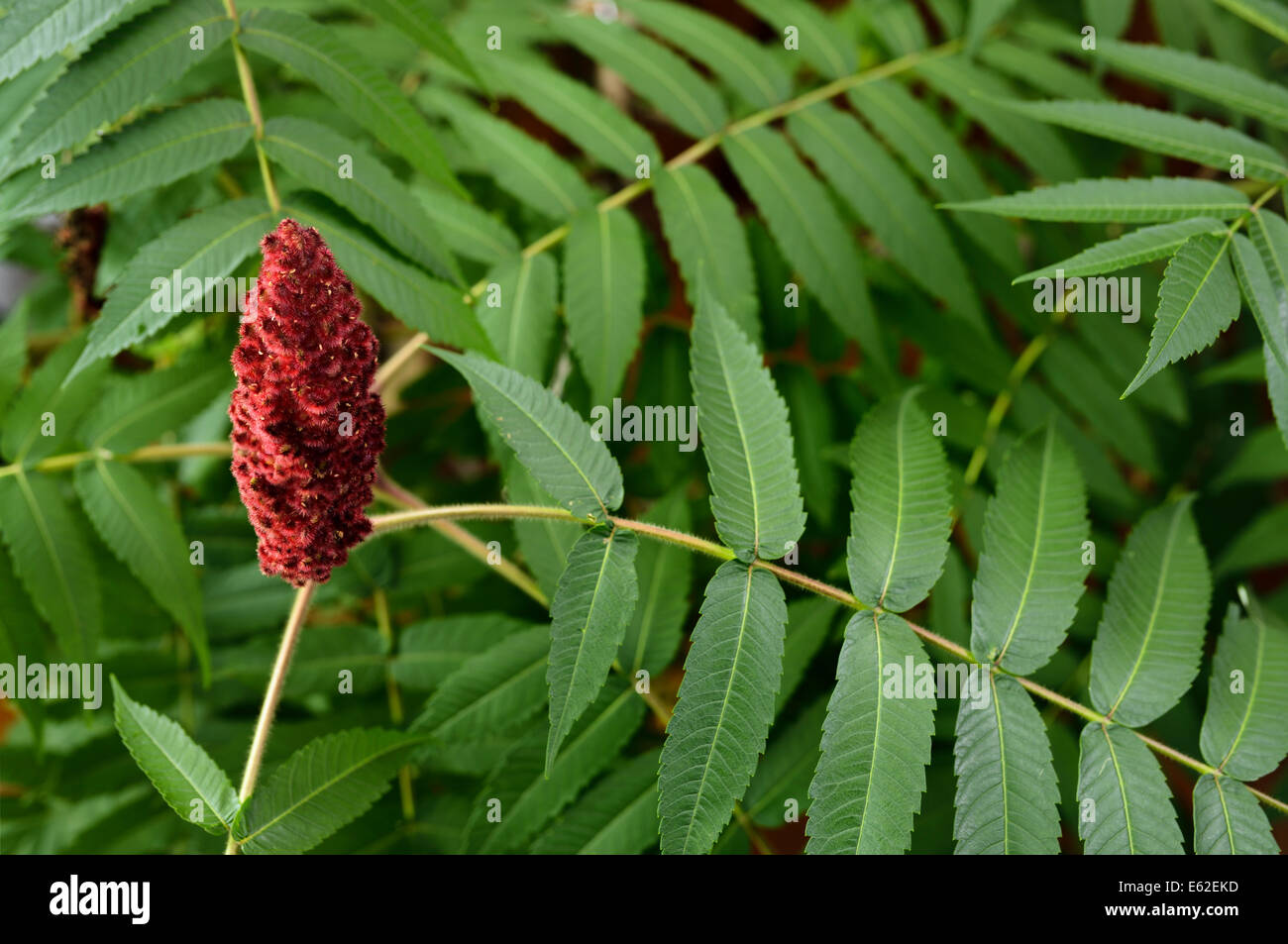 Red drupe of a Staghorn Sumac with green compound leaves Stock Photo