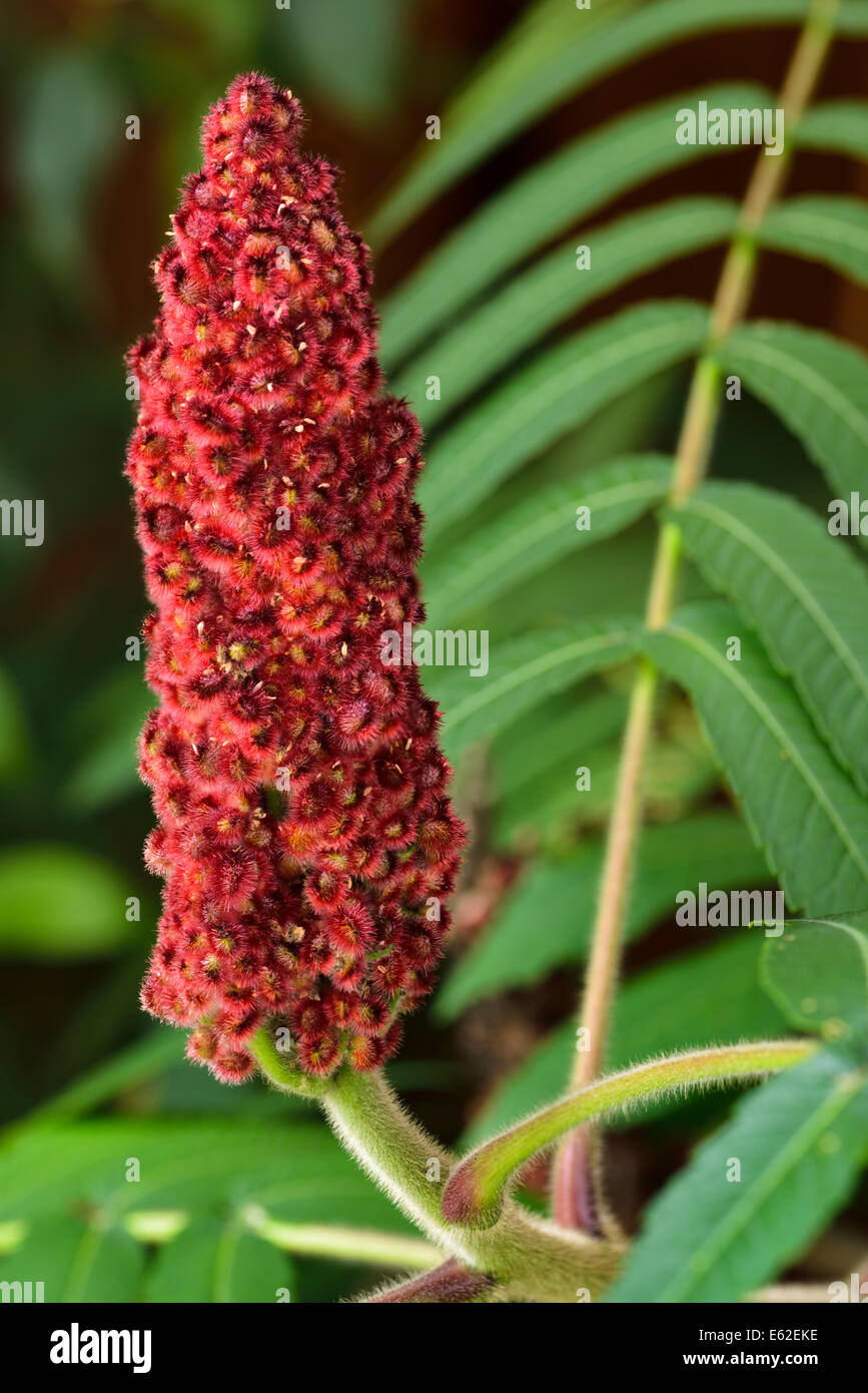 Close up of red drupe fruit and fuzzy stem of a Staghorn Sumac with green compound leaves Stock Photo