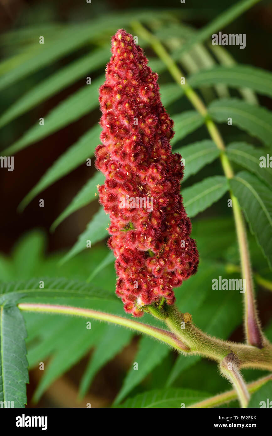 Close up of red berry cluster and fuzzy stem of a Staghorn Sumac with green compound leaves Stock Photo