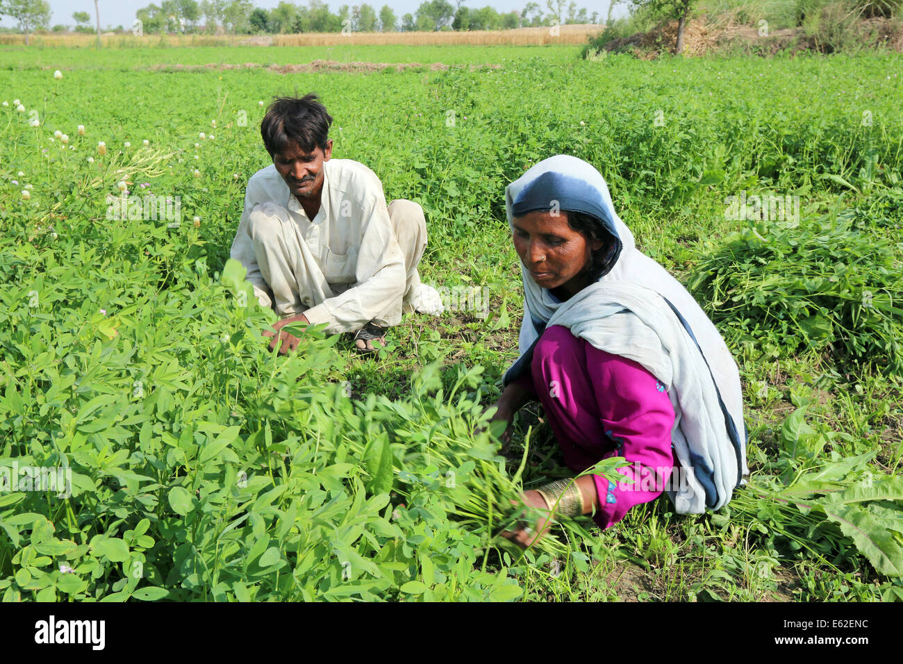 Farmers harvesting clover to feed their animals, near Khuspur village, Punjab Province, Pakistan Stock Photo