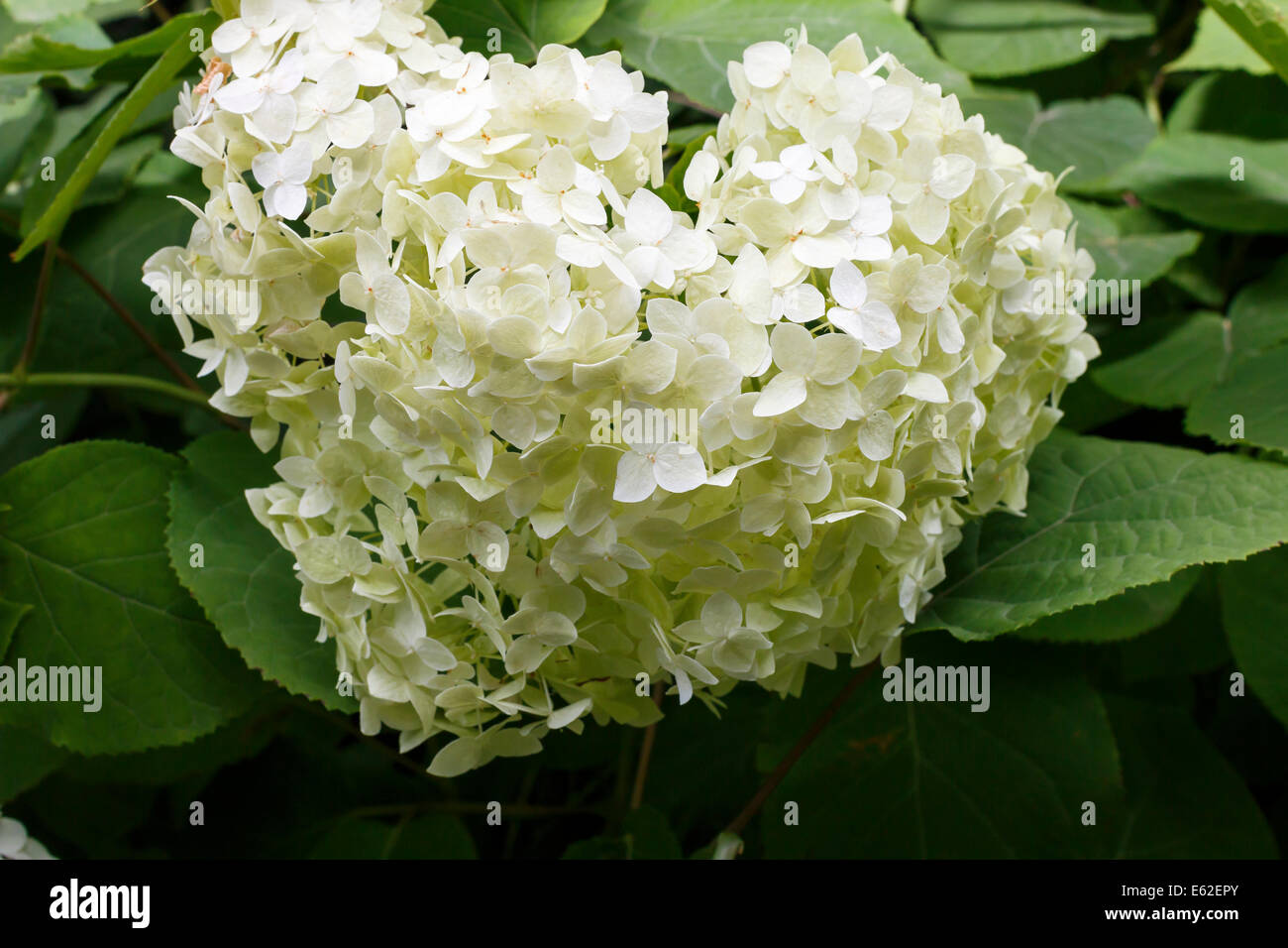 Hydrangea arborescens Annabelle close-up, almost heart shaped inflorescence Stock Photo