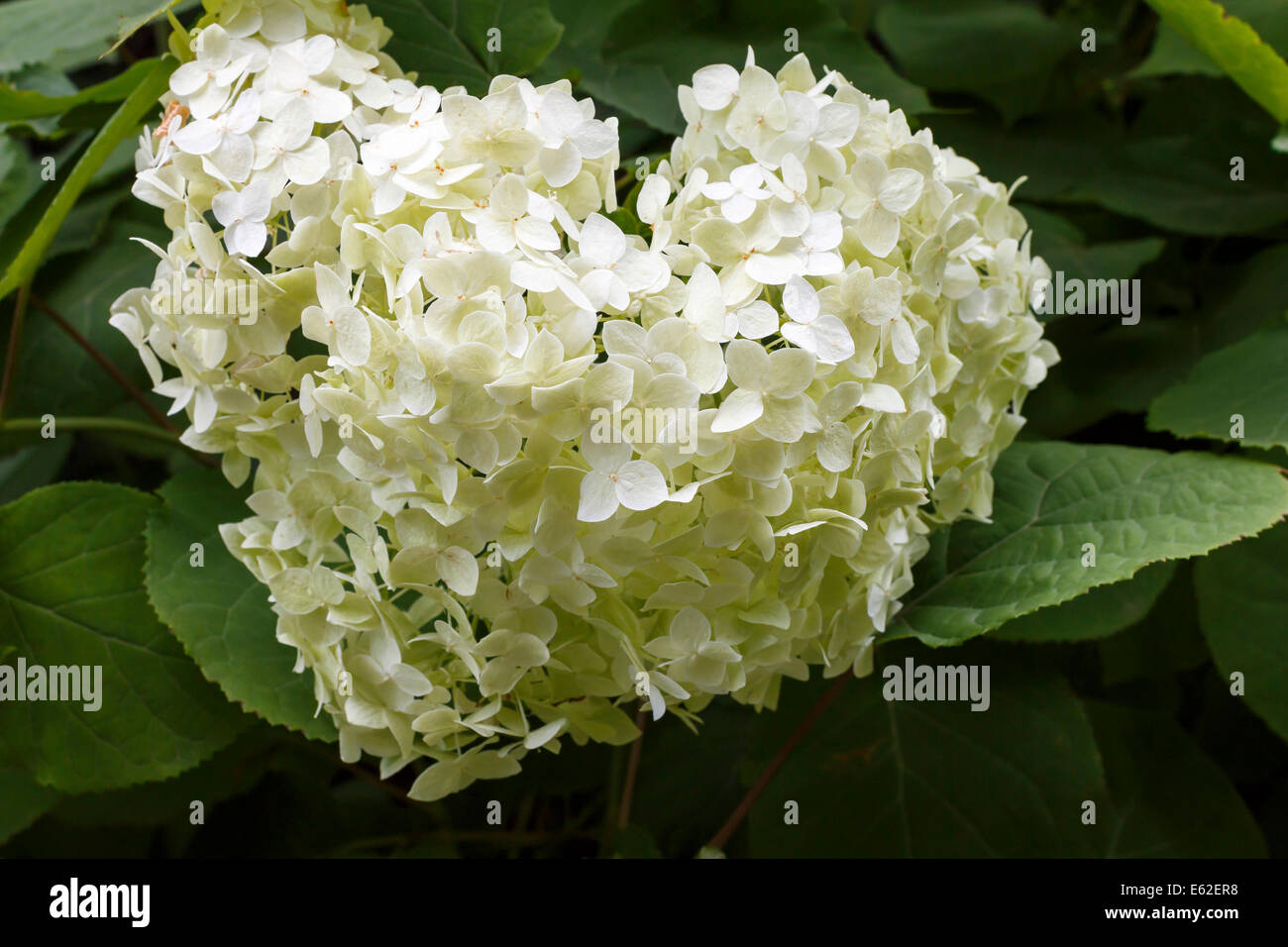 Hydrangea arborescens Annabelle close-up, almost heart shaped inflorescence Stock Photo