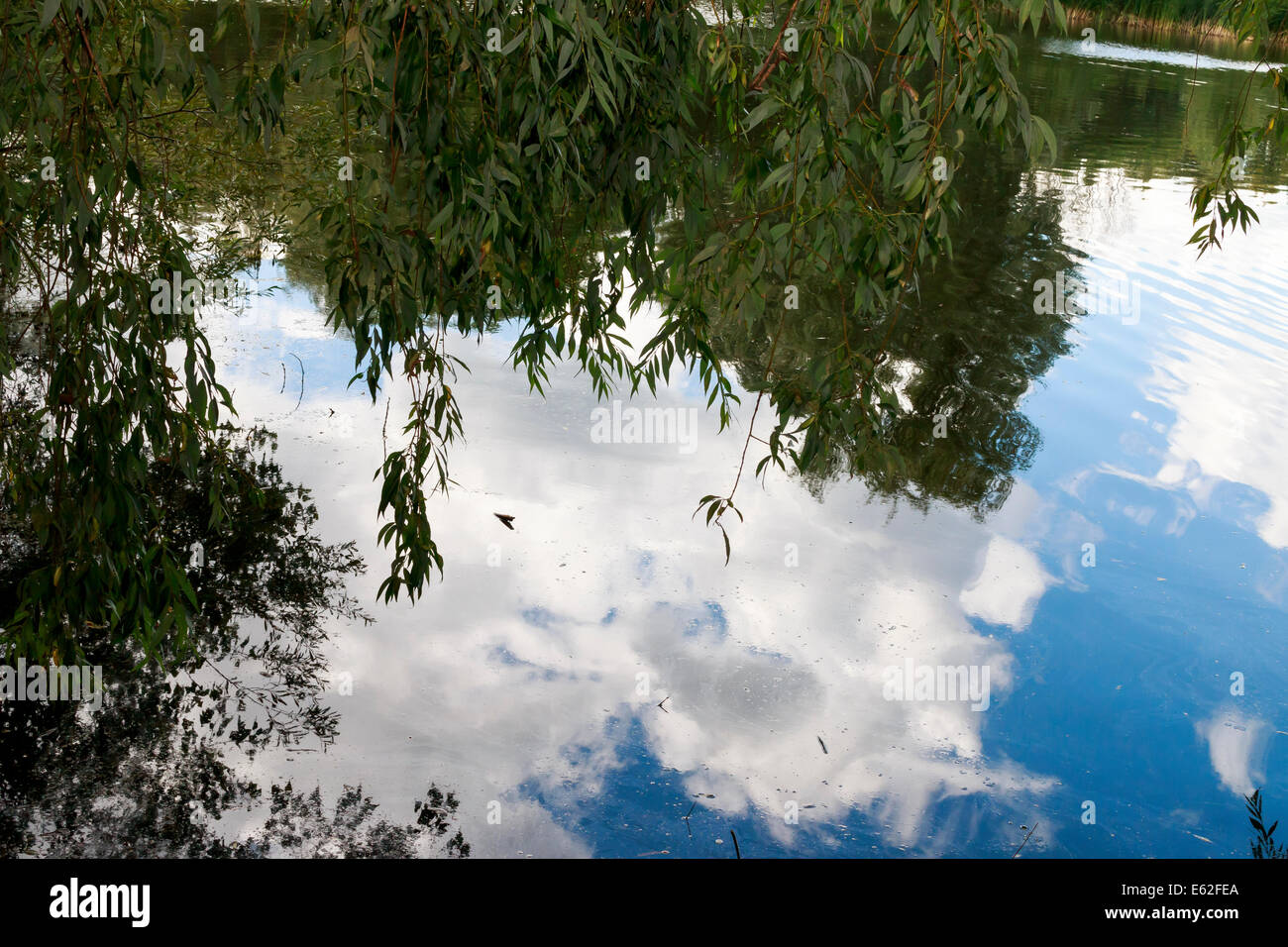 weeping willow and reflection of blue sky in lake, beautiful summer landscape Stock Photo