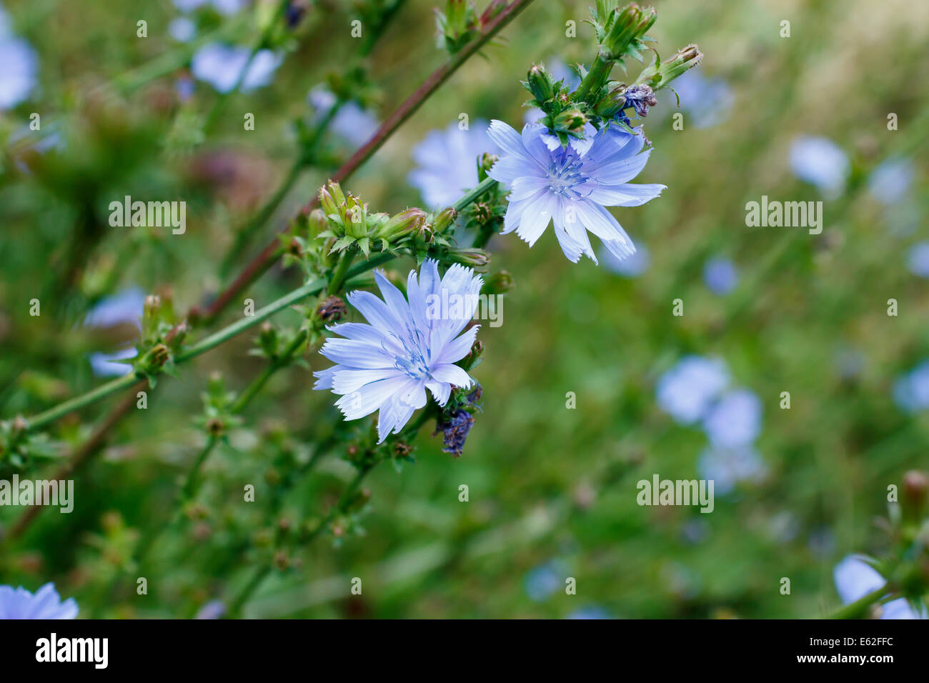 cichorium intybus, blue chicory close-up Stock Photo