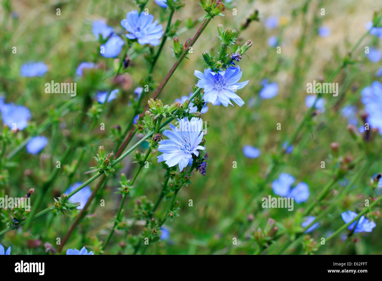 cichorium intybus, blue chicory Stock Photo