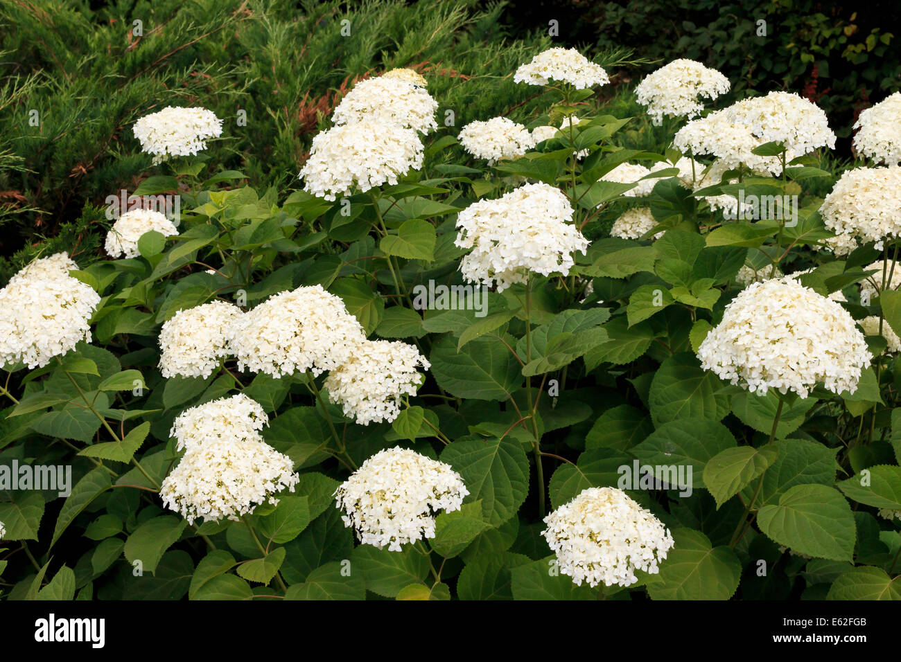 Hydrangea arborescens Annabelle white shrub Stock Photo