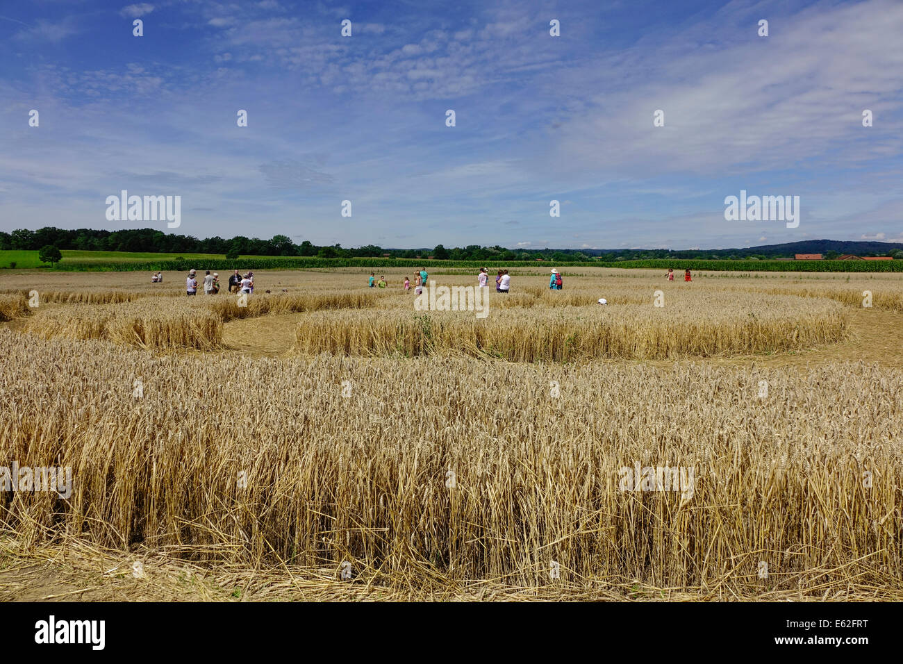 People admire a crop circle in a corn field at Rasiting, Upper Bavaria, Bavaria, Germany, Europe Stock Photo