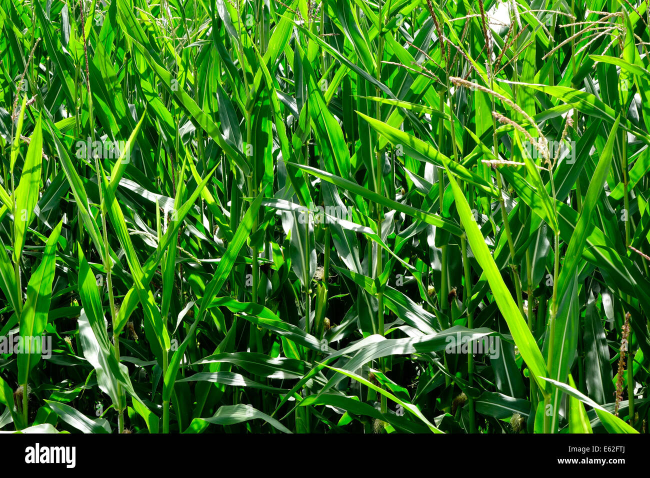 Corn field at Raisting in Upper Bavaria, Germany, Europe Stock Photo ...