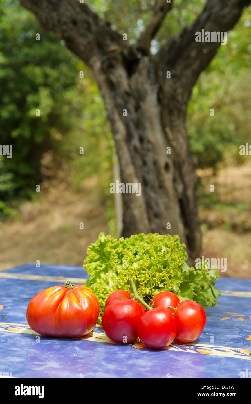 Lettuce and tomatoes under the olive tree in France Stock Photo Alamy