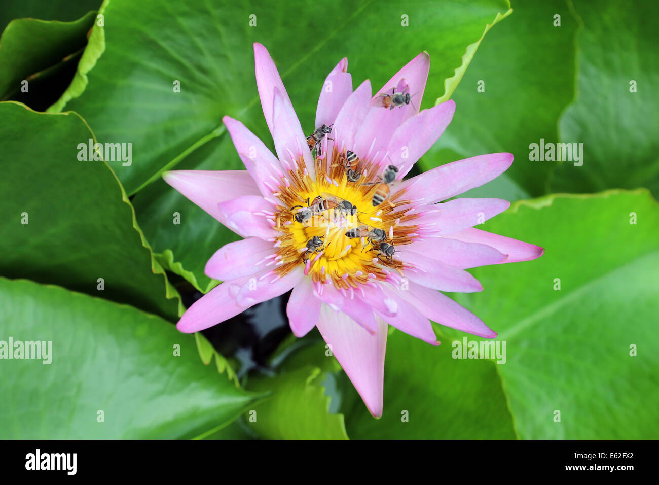 The glow of a water lilly flower attracted a legion of small asian honey bees, Thailand Stock Photo