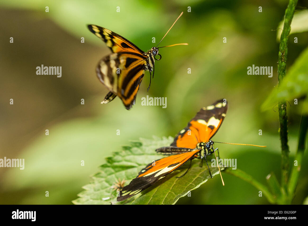 A pair of Tiger-striped Longwing butterflies Stock Photo