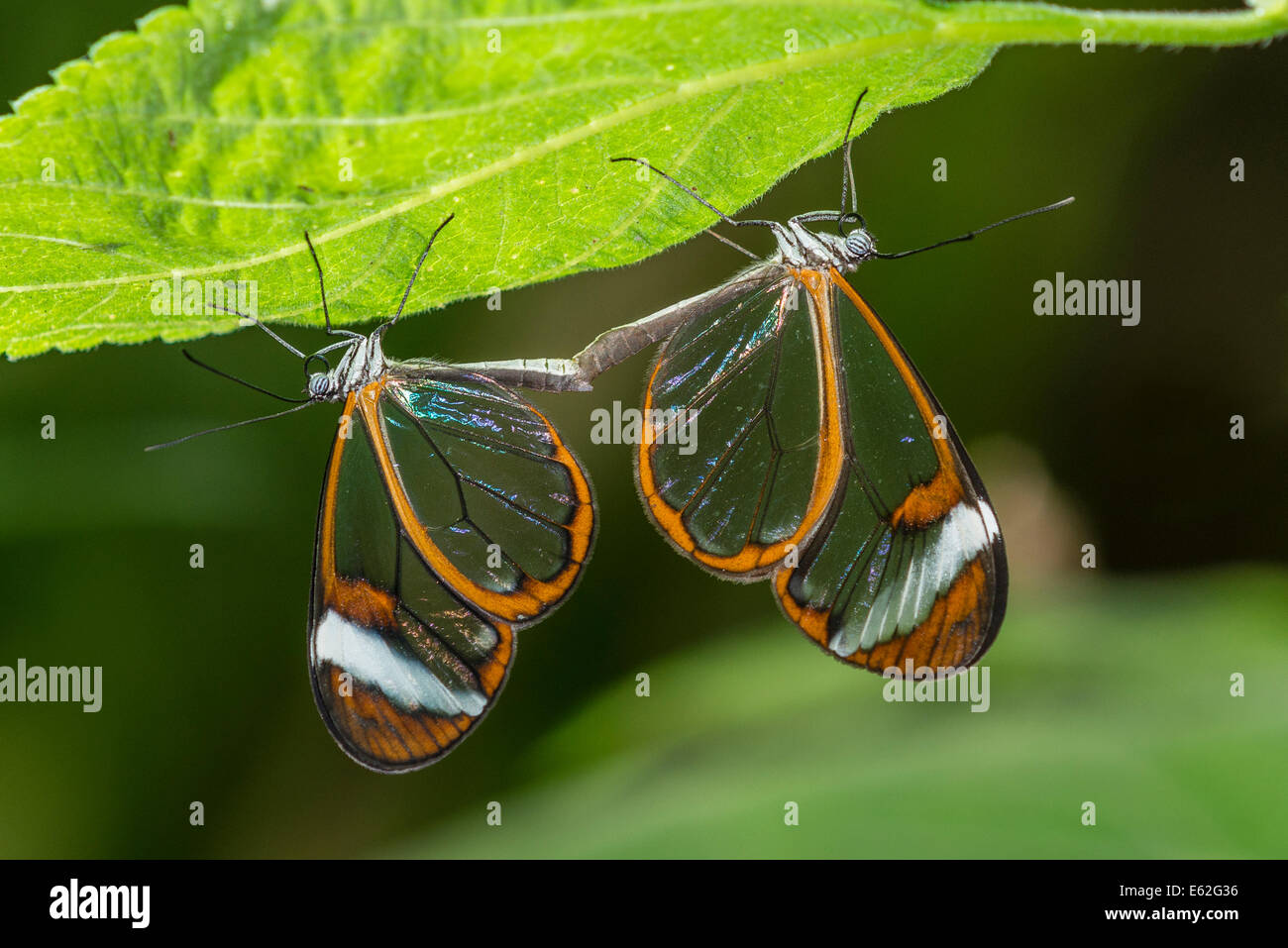 A pair of mating Clearwing butterflies Stock Photo