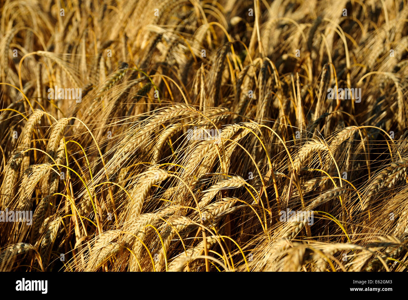 CLOSE UP OF A FIELD OF GROWING BARLEY Stock Photo