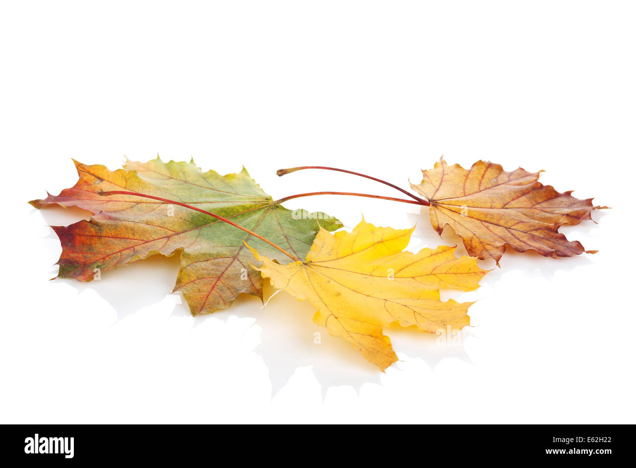 Colorful autumn maple leaves. Isolated on white background Stock Photo ...
