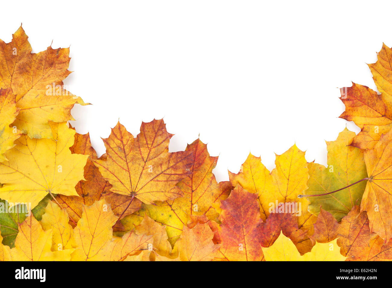Colorful autumn maple leaves frame. Isolated on white background Stock ...
