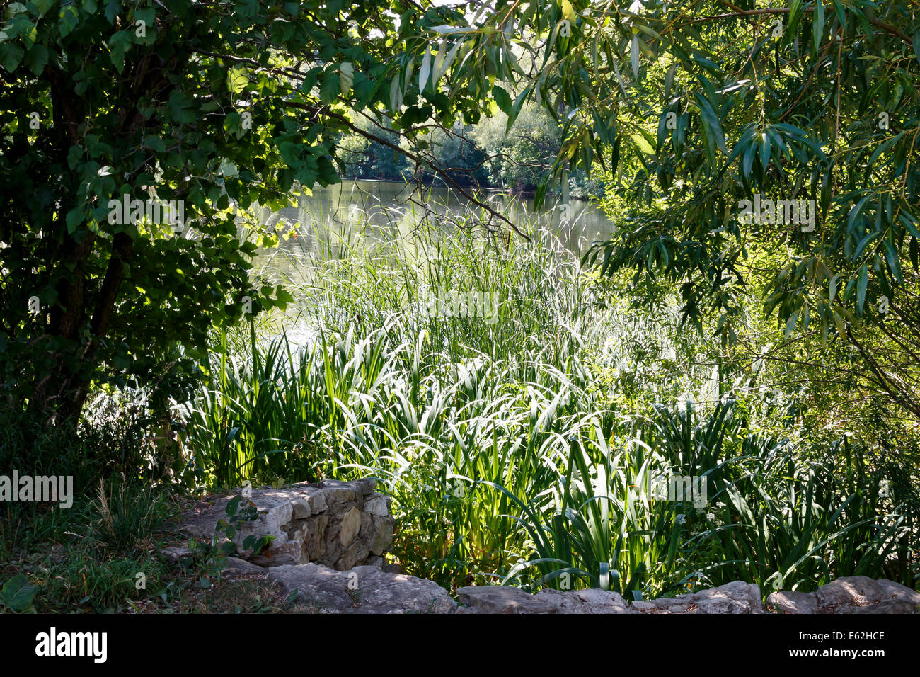 beautiful lake with weeping willow tree behind and sedge grass around, summer landscape Stock Photo