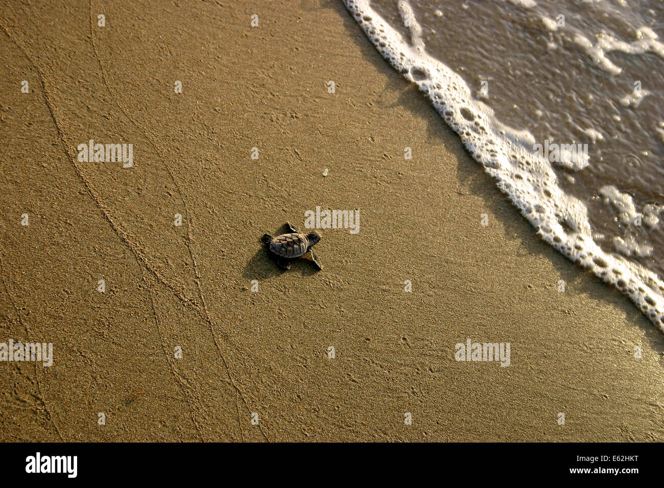 A Hawksbill Turtle Hatchling makes its way to the sea on Flinder's Beach, Australia Stock Photo