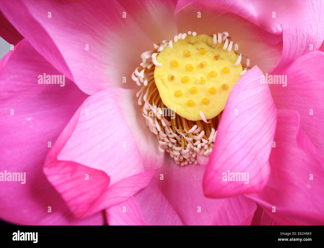 A lotus flower grows in the swamps outside Siem Reap in Cambodia Stock Photo Alamy