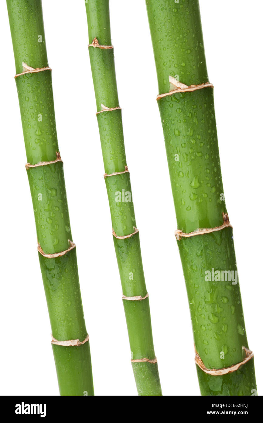 Fresh bamboo stems with wated drops. Isolated on white background Stock Photo