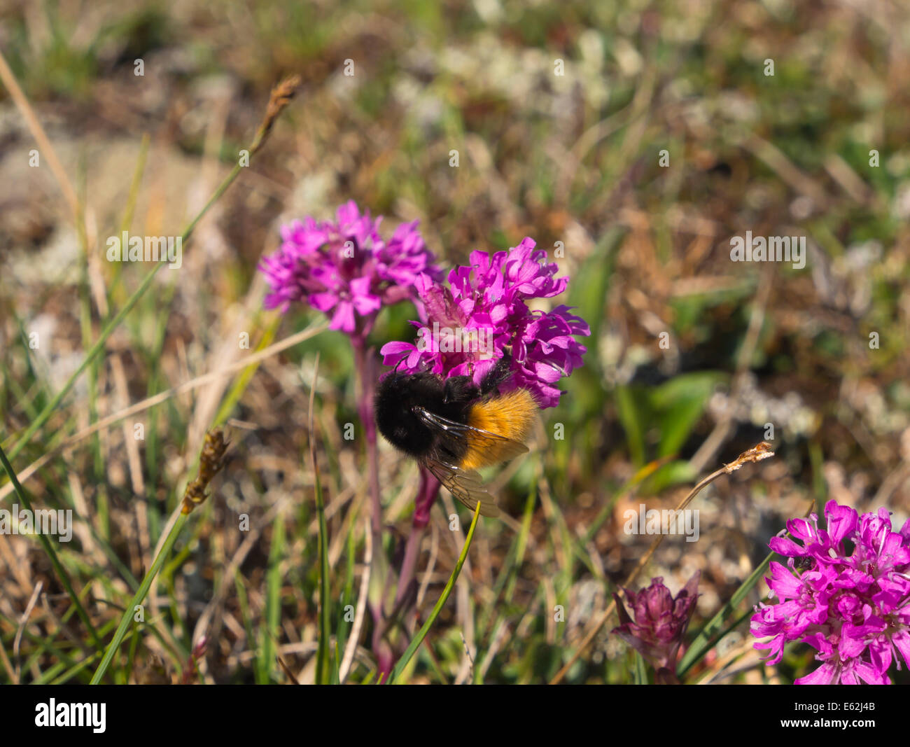 Silene suecica, Alpine catchfly ,with bumblebee, in its natural environment, Jotunheimen Norway Stock Photo