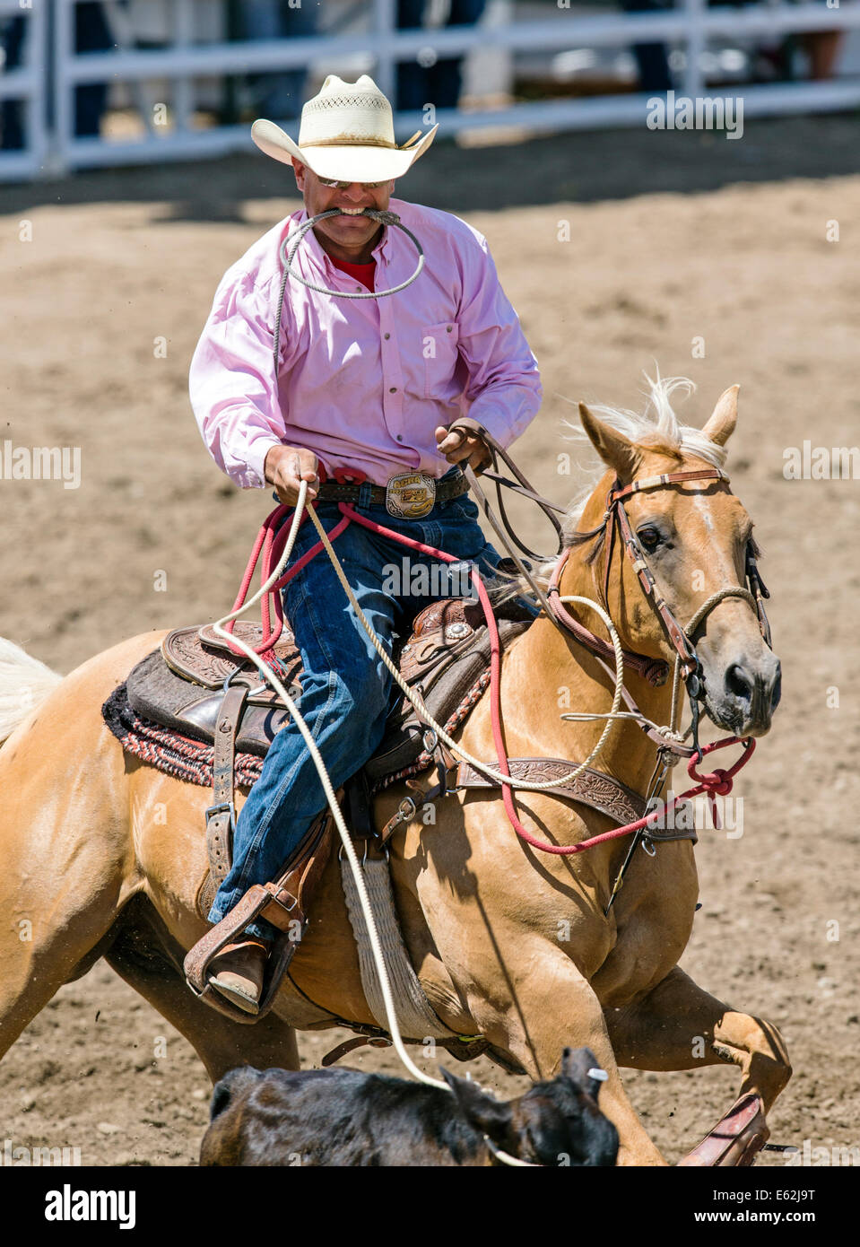 Cowboy on horseback competes in the tie-down roping event, Chaffee County Fair & Rodeo Stock Photo