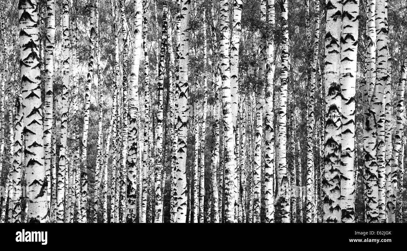 Black trunks hires stock photography and images Alamy