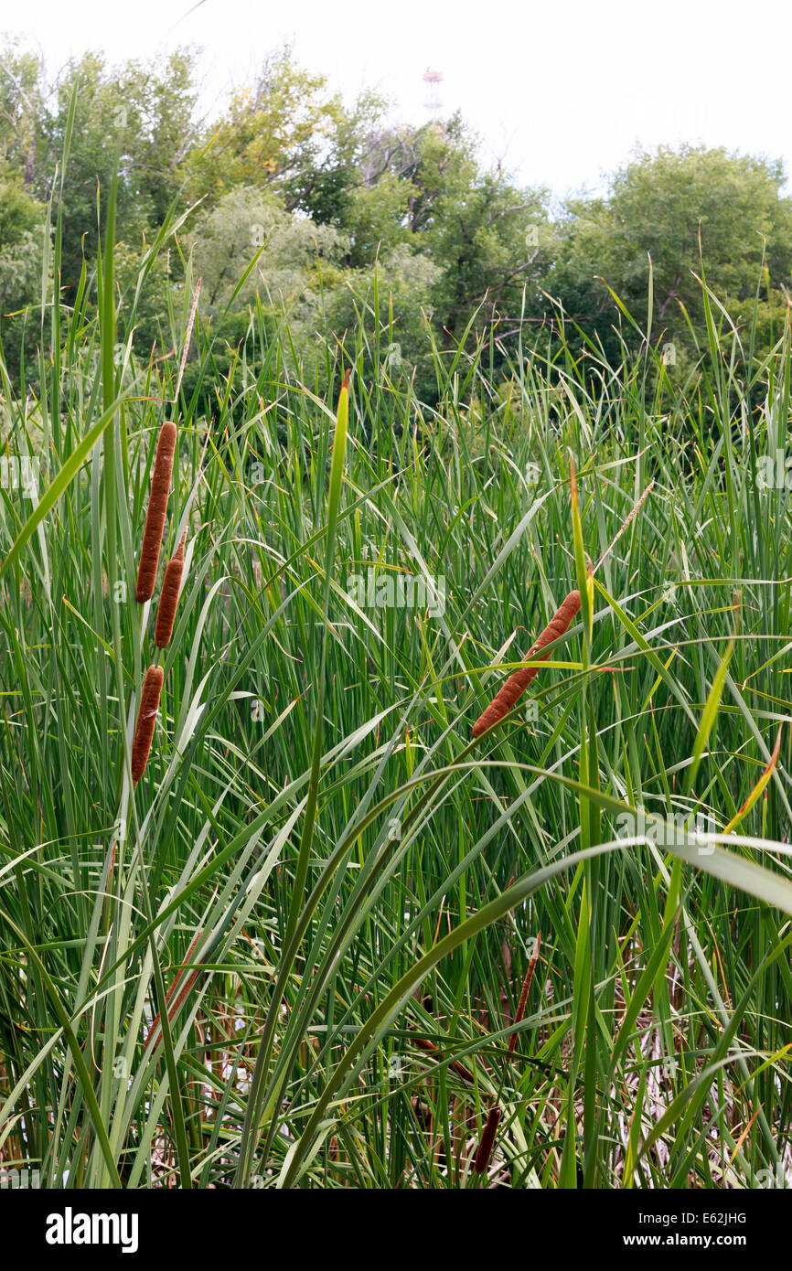 Sedge Reed sedge grass and reeds Stock Photo - Alamy
