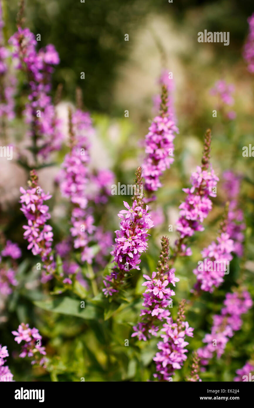 Chamerion angustifolium pink flowers willow-herb on meadow Stock Photo