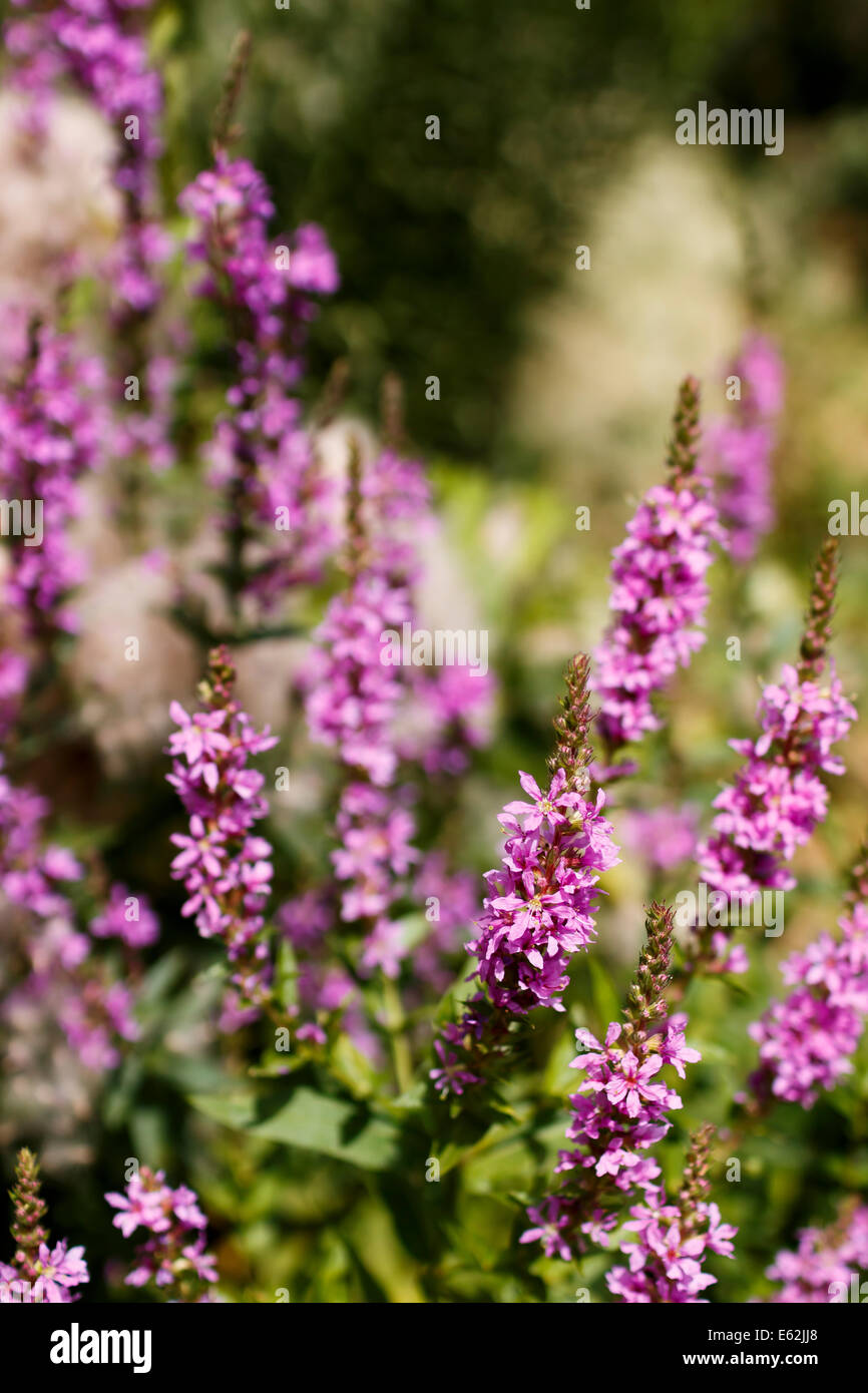 Chamerion angustifolium pink flowers willow-herb on meadow Stock Photo