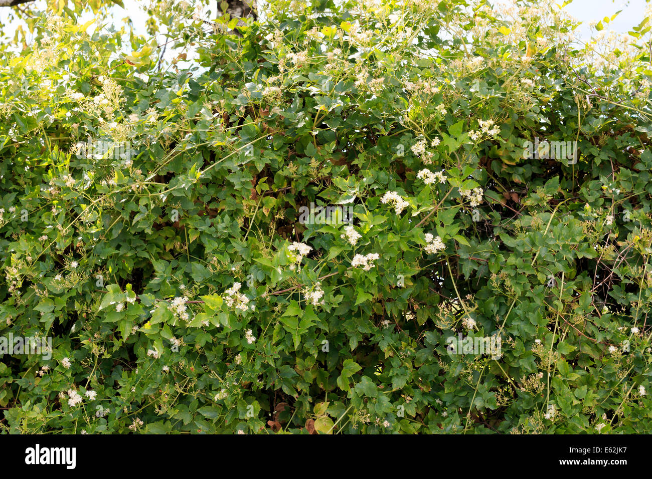 fence with blooming philadelphus lemoinei  jasmine Stock Photo
