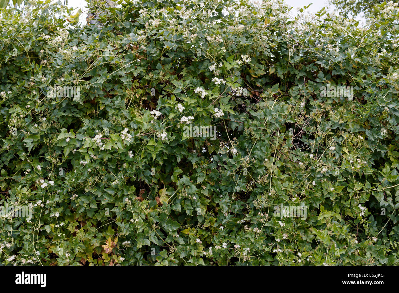 fence with blooming philadelphus lemoinei  jasmine Stock Photo