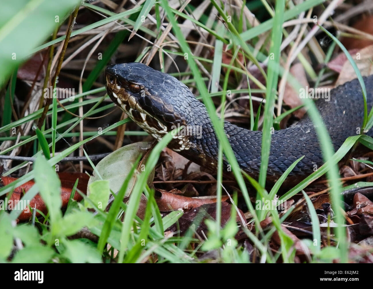Portrait of a Florida Racer snake Stock Photo