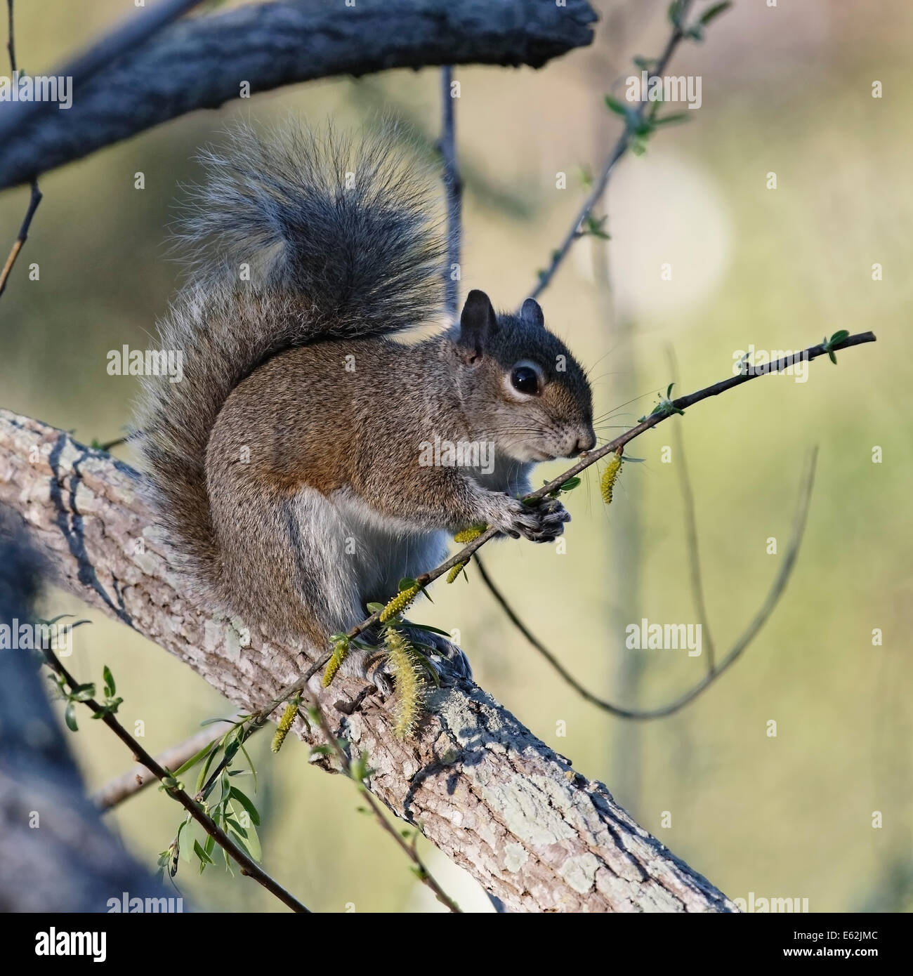 Eastern Gray Squirrel (Sciurus carolinensis) feeding on catkins Stock Photo